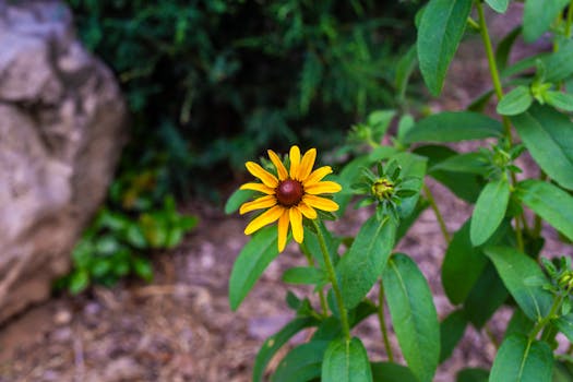Article Image for Susan B. Anthony: Womens Suffrage Pioneer
